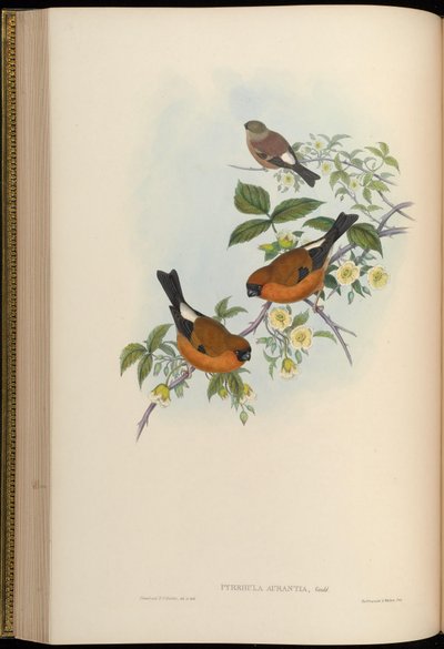 Pyrrhula aurantia = Pyrrhula aurantiaca by John Gould